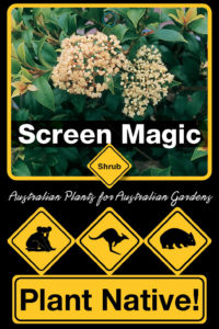 Screen Magic - Syzygium smithii minor Select form - Small Tree Range by Plant Native!