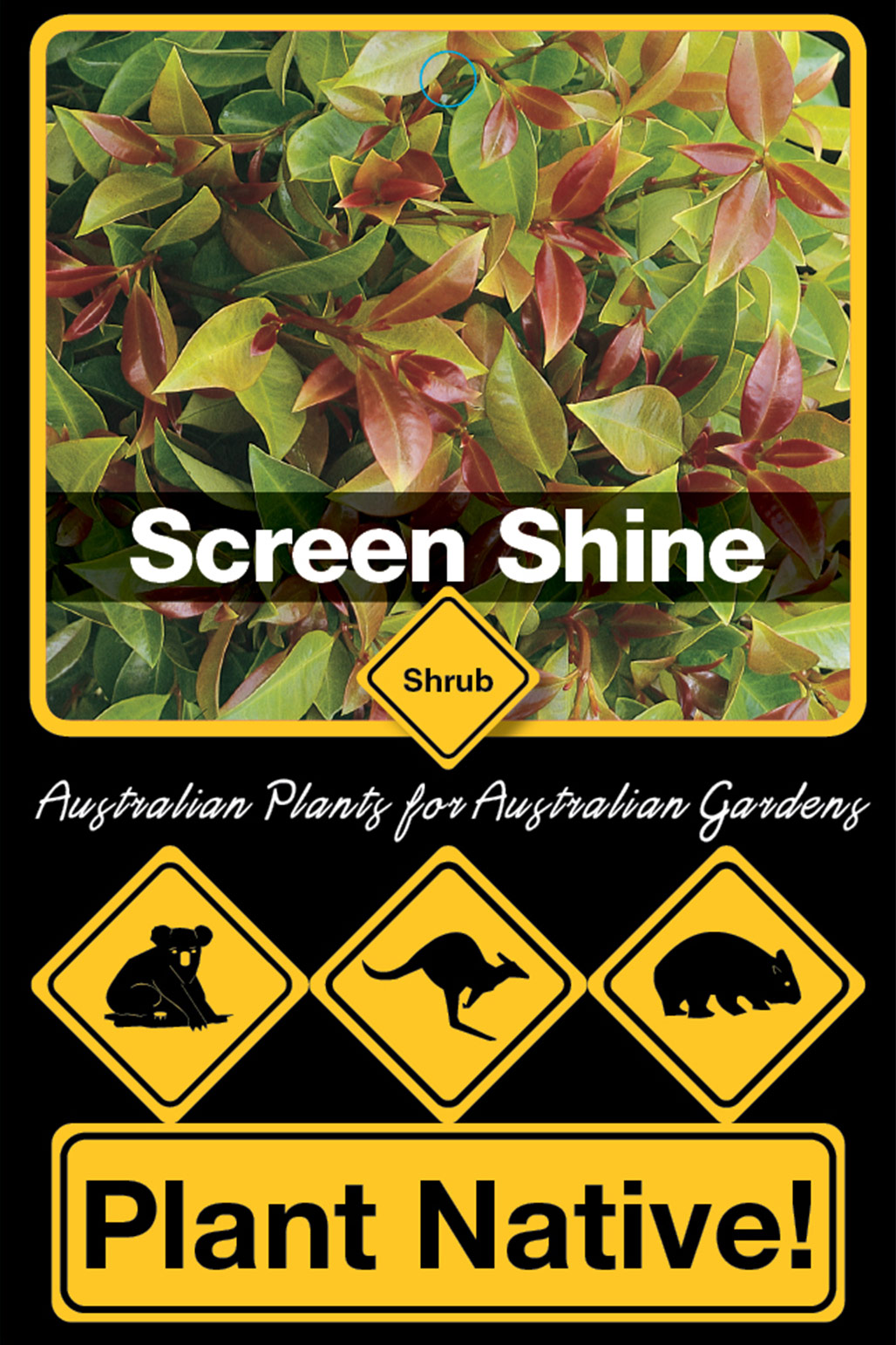 Screen Shine - Plant Native!