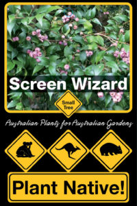 Screen Wizard - Syzygium smithii Select form - Small Tree by Plant Native!