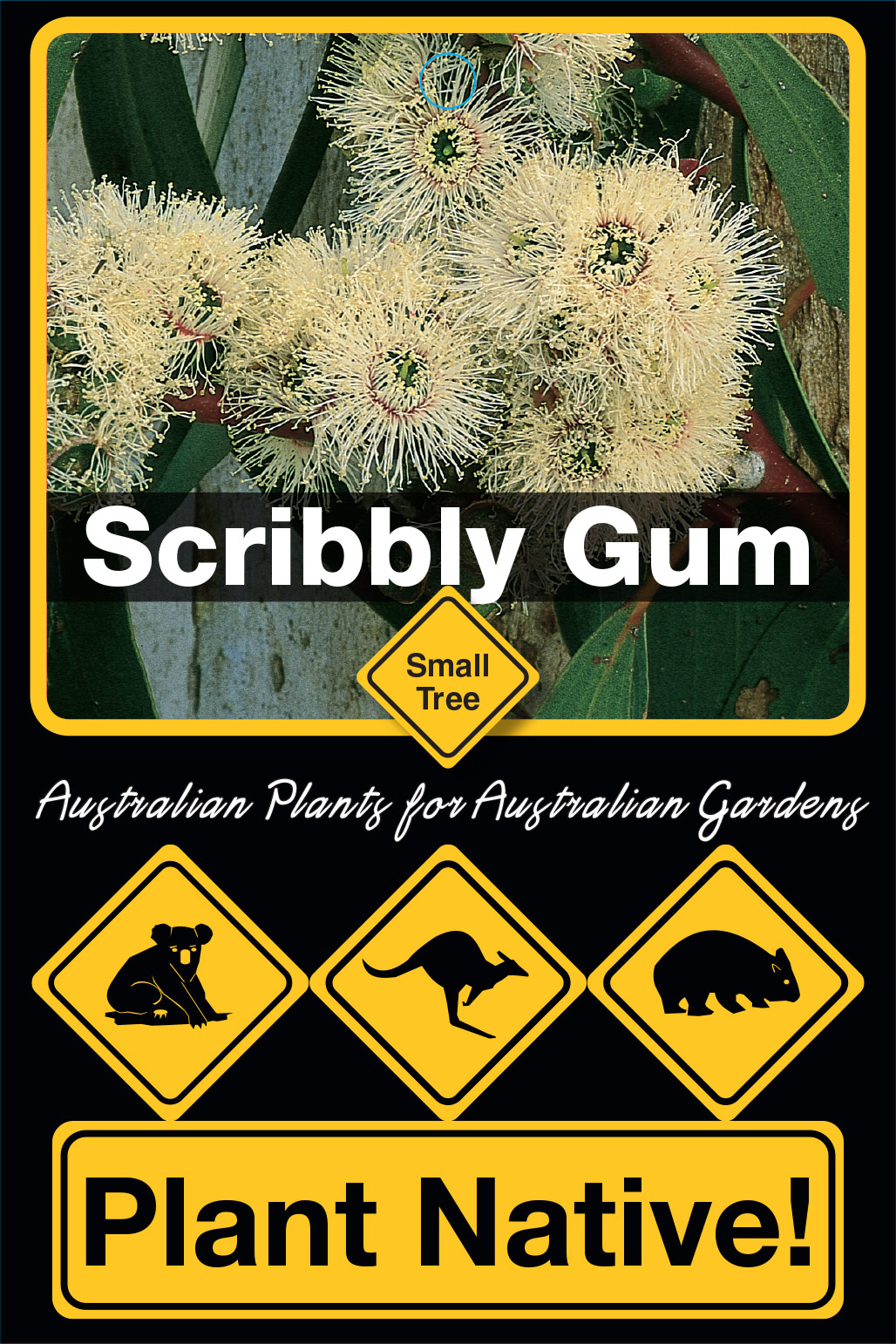 Scribbly Gum - Plant Native!
