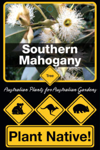 Southern Mahogany - Eucalyptus botryoides - Tree range by Plant Native!