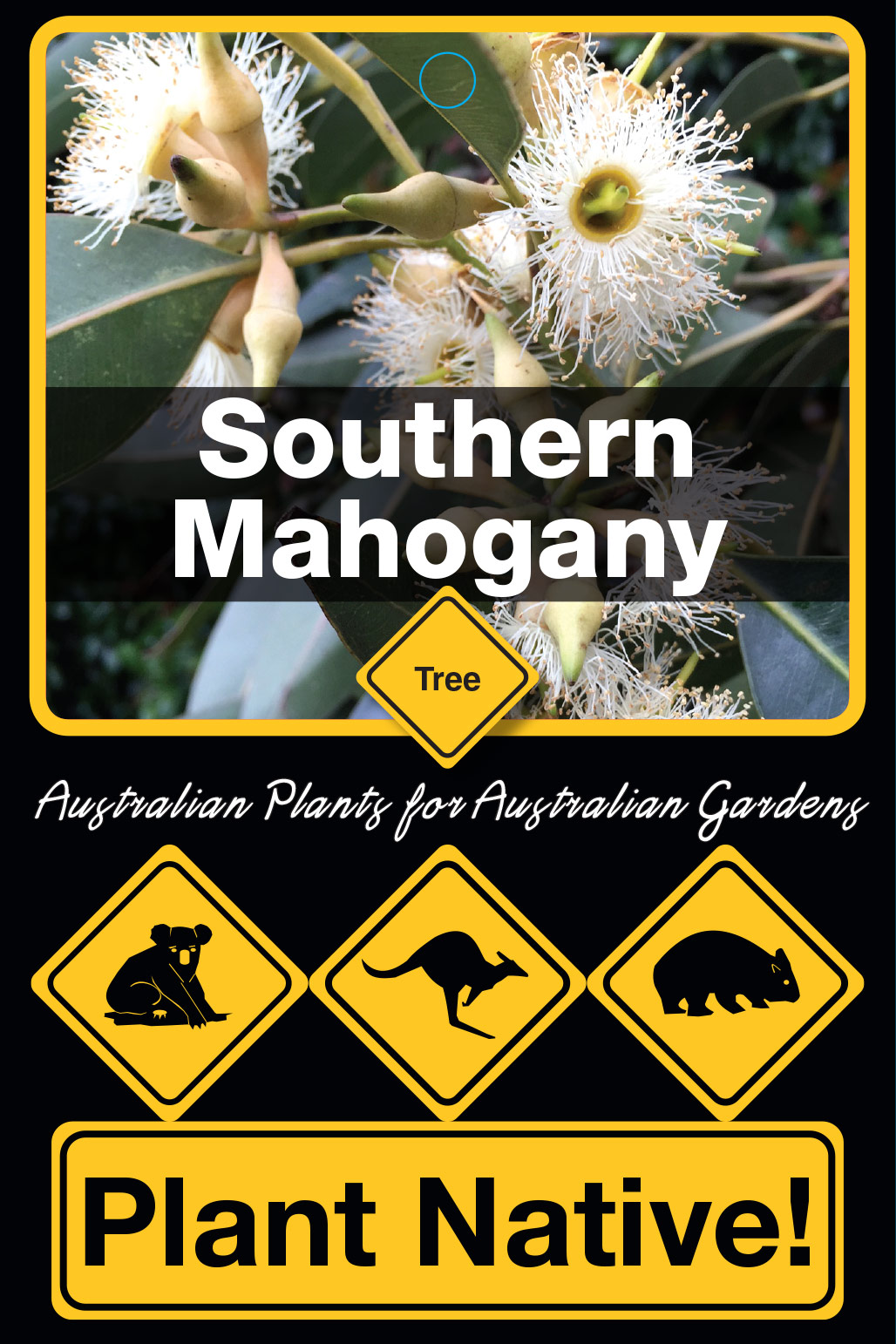 Southern Mahogany - Plant Native!