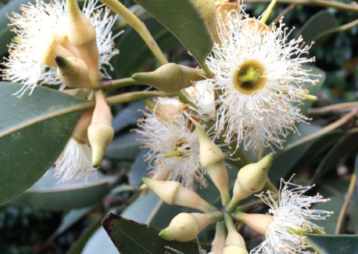 Southern Mahogany - Eucalyptus botryoides - Tree range by Plant Native!