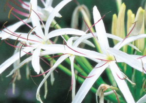 spider Lily - Tuftie Range by Plant Native!