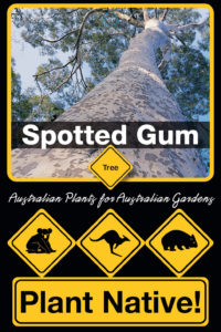Spotted Gum - Corymbia maculata - Tree range by Plant Native!