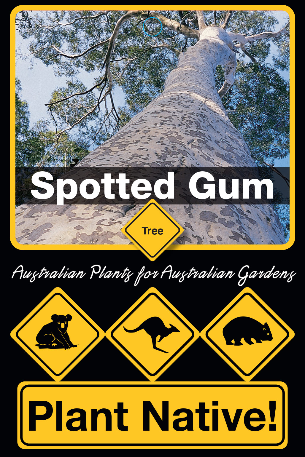 Spotted Gum - Plant Native!