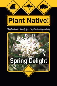 Spring Delight (Grevillea crithmifolia Prostrate) - Ground Covers Range by Plant Native!