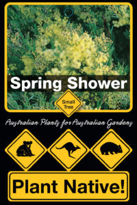 Spring Shower - Acacia fimbriata - Small Tree range by Plant Native!