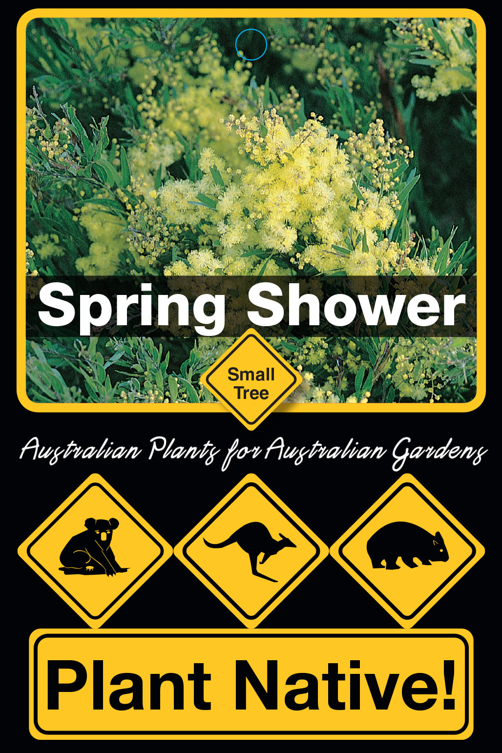 Spring Shower - Plant Native!
