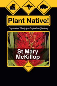St Mary Mckillop - Callistemon Hannah Ray x C.Endeavour - Shrub by Plant Native!