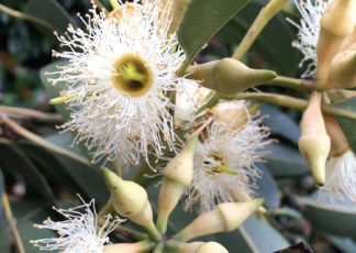 Swamp Mahogany - Eucalyptus robusta - Trees by Plant Native!