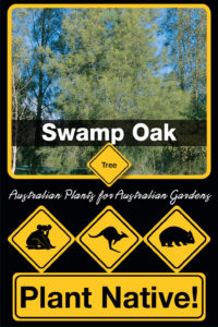 Swamp Oak - Casuarina glauca- Tree range by Plant Native!