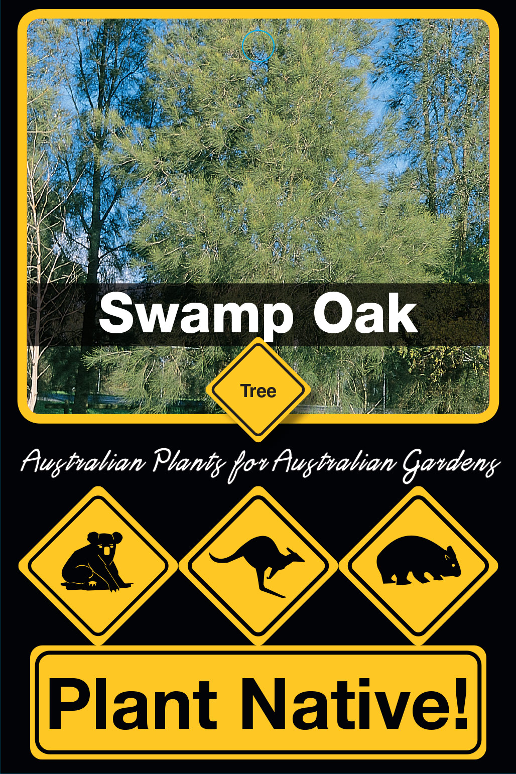 Swamp Oak - Plant Native!