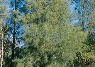 Swamp Oak - Casuarina glauca- Tree range by Plant Native!
