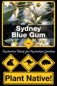 Sydney Blue Gum - Eucalyptus saligna - Trees by Plant Native!