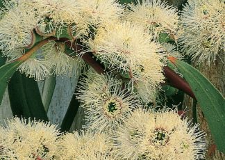 Sydney Peppermint - Eucalyptus piperita - Trees by Plant Native!