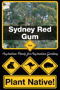 Sydney Red Gum - Angophora costata - Tree range by Plant Native!