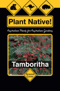 Tamboritha (Grevillea lanigera select form)