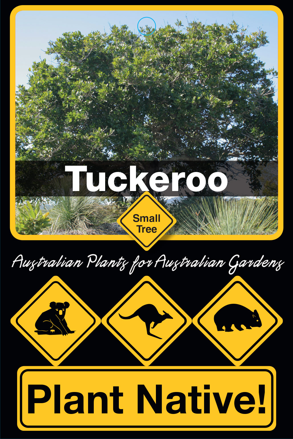 Tuckeroo - Plant Native!