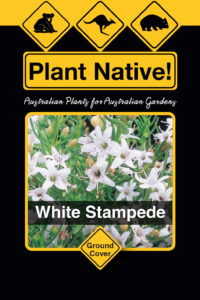White Stampede (Myoporum parvifolium fine leaf white) - Ground Covers Range by Plant Native!