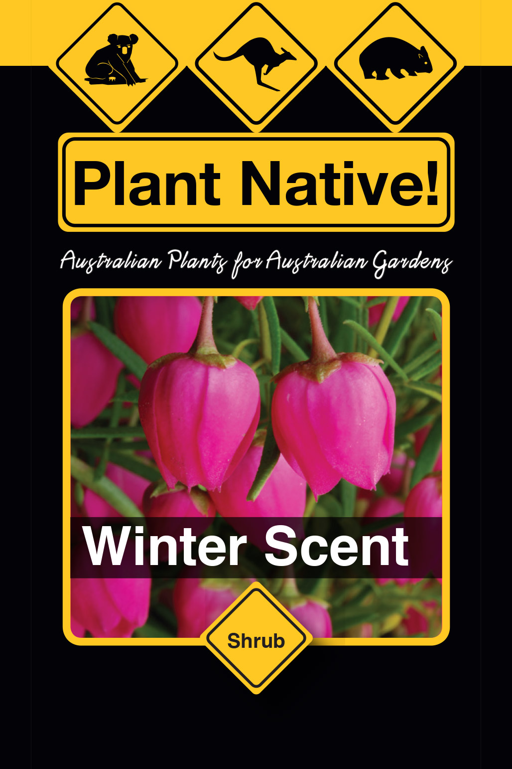 Winter Scent - Plant Native!