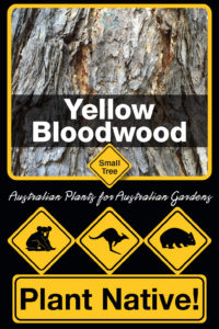 Yellow Bloodwood - Corymbia eximia - Small Tree range by Plant Native!