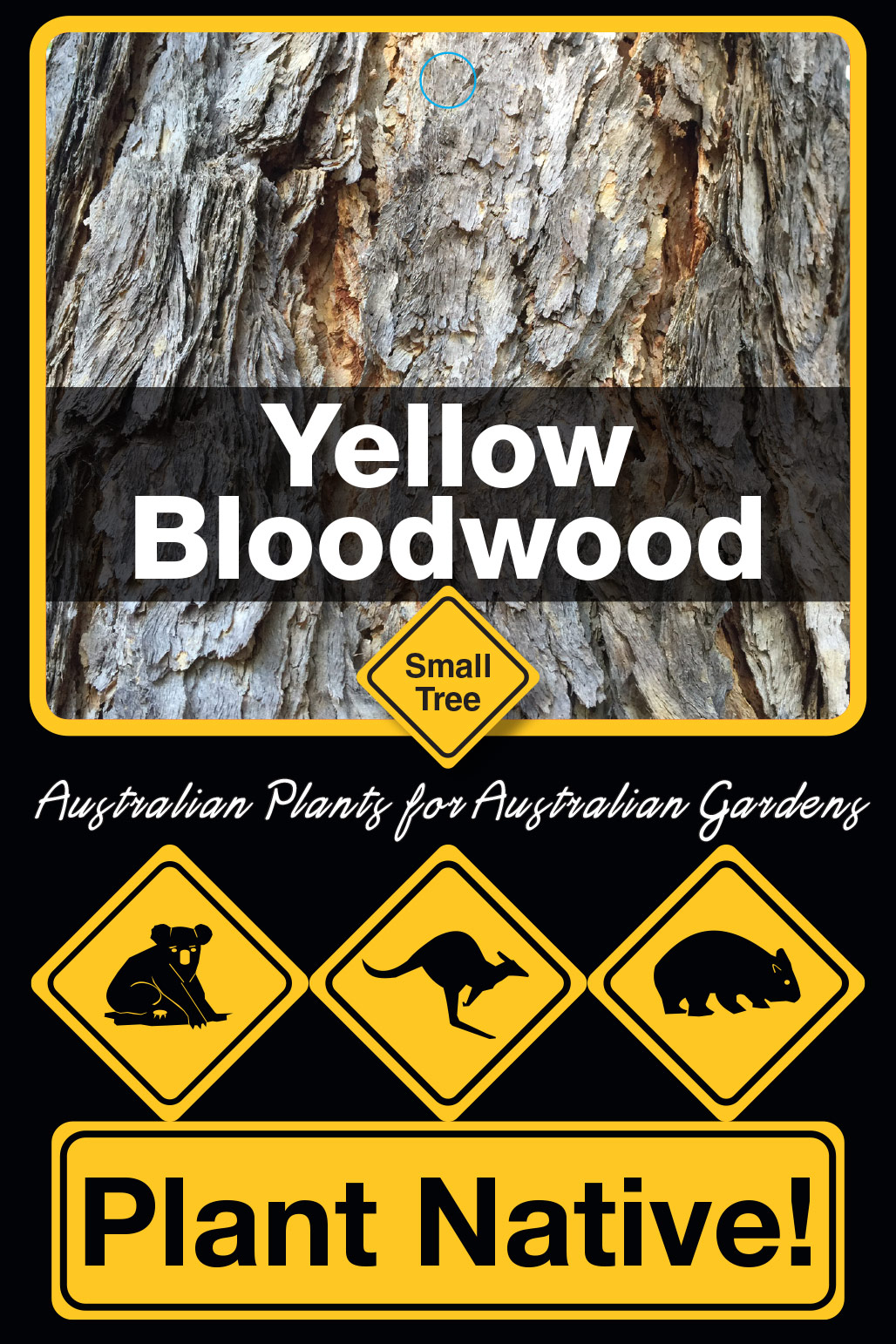Yellow Bloodwood - Plant Native!