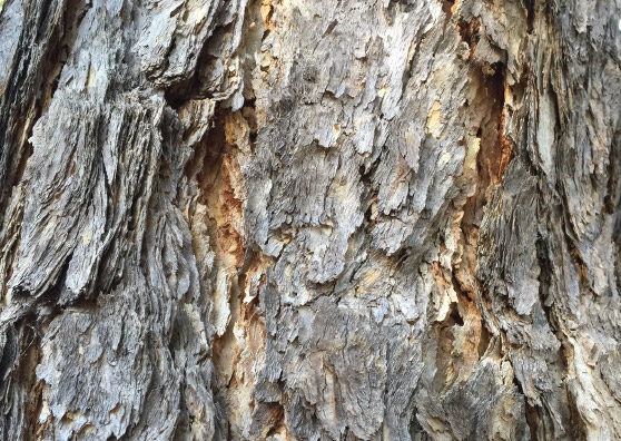 Yellow Bloodwood - Corymbia eximia - Small Tree range by Plant Native!
