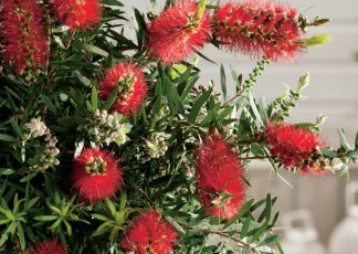 Captain Cook (Callistemon viminalis select form) Australian Native Small Shrub by Plant Native!