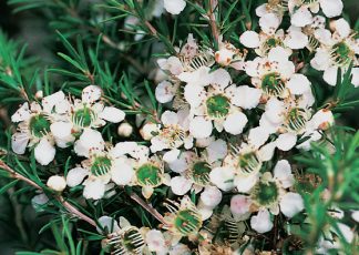 Cardwell (Leptospermum polygalifolia select form) Australian Native Medium Shrub by Plant Native!