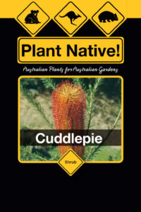Cuddlepie (Banksia ericifolia) Australian Native Large Shrub by Plant Native!