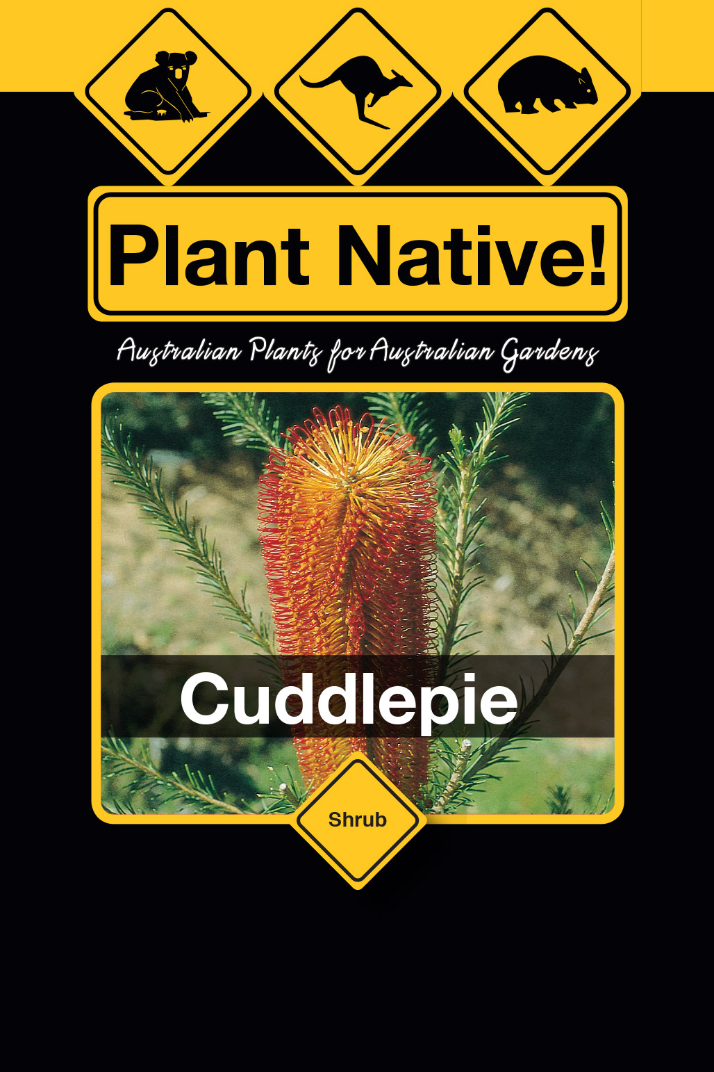 Cuddlepie - Plant Native!