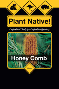 Honey Comb (Banksia spinulosa) Australian Native Small Shrub by Plant Native!