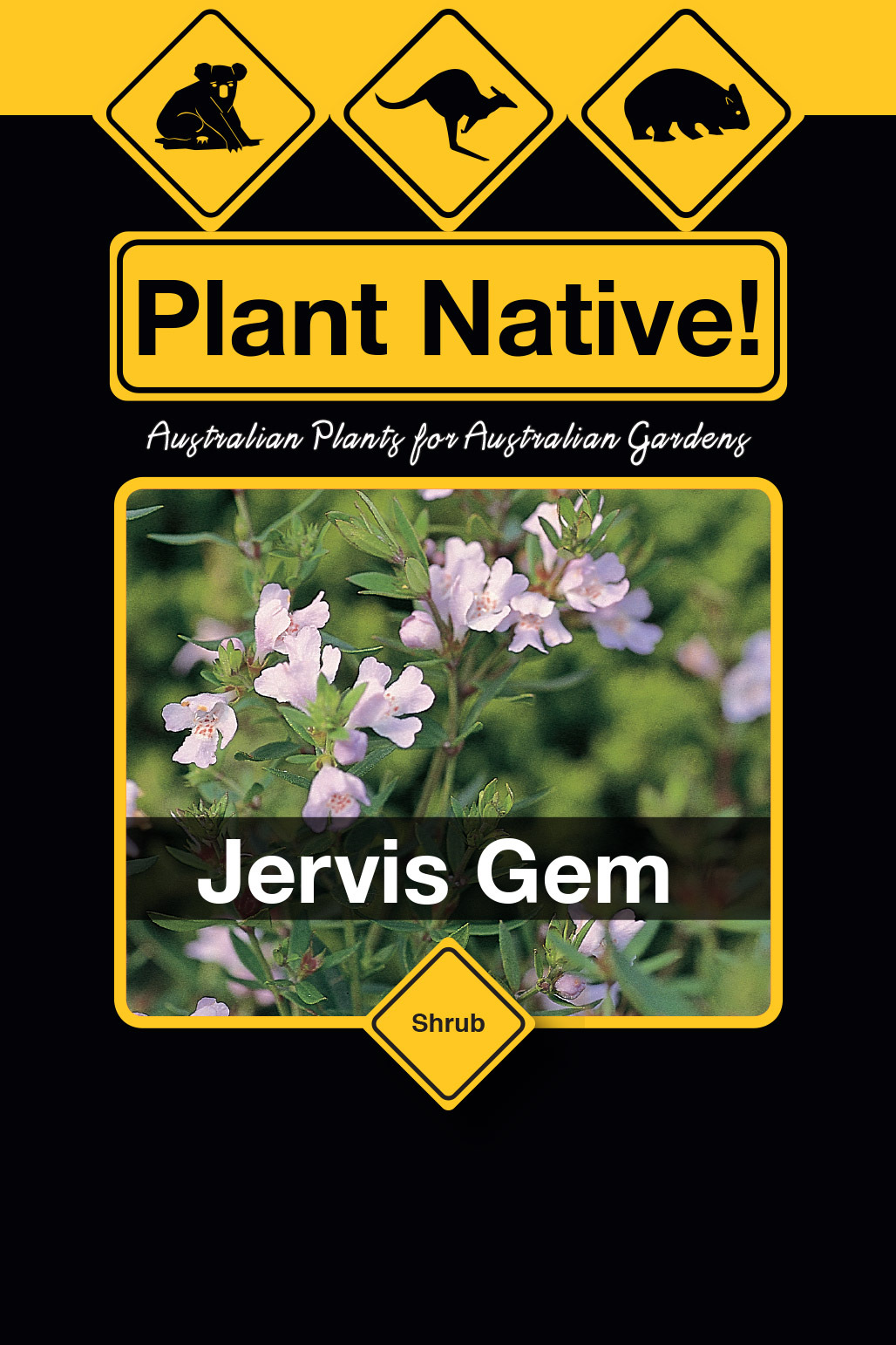 Jervis Gem - Plant Native!