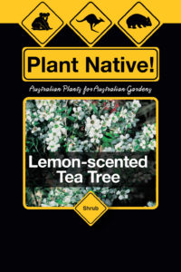 Lemon-scented Tea Tree (Leptospermum petersonii) Australian Native Large Shrub by Plant Native!