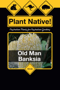 Old Man Banksia (Banksia serrata) Australian Native Large Shrub by Plant Native!