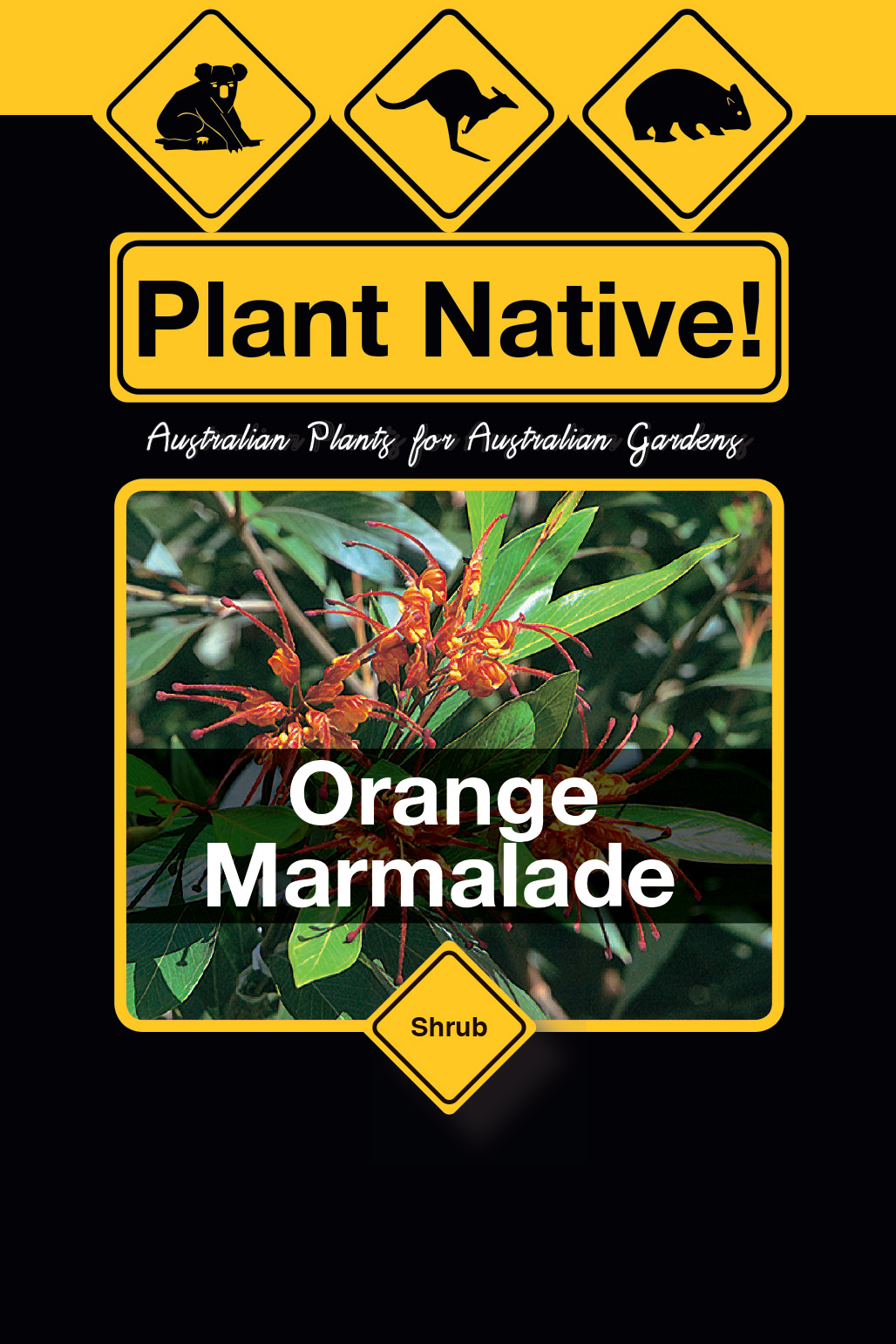 Orange Marmalade - Plant Native!