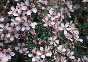 Pink Cascade (Leptospermum scoparium select form) Australian Native Small Shrub by Plant Native!