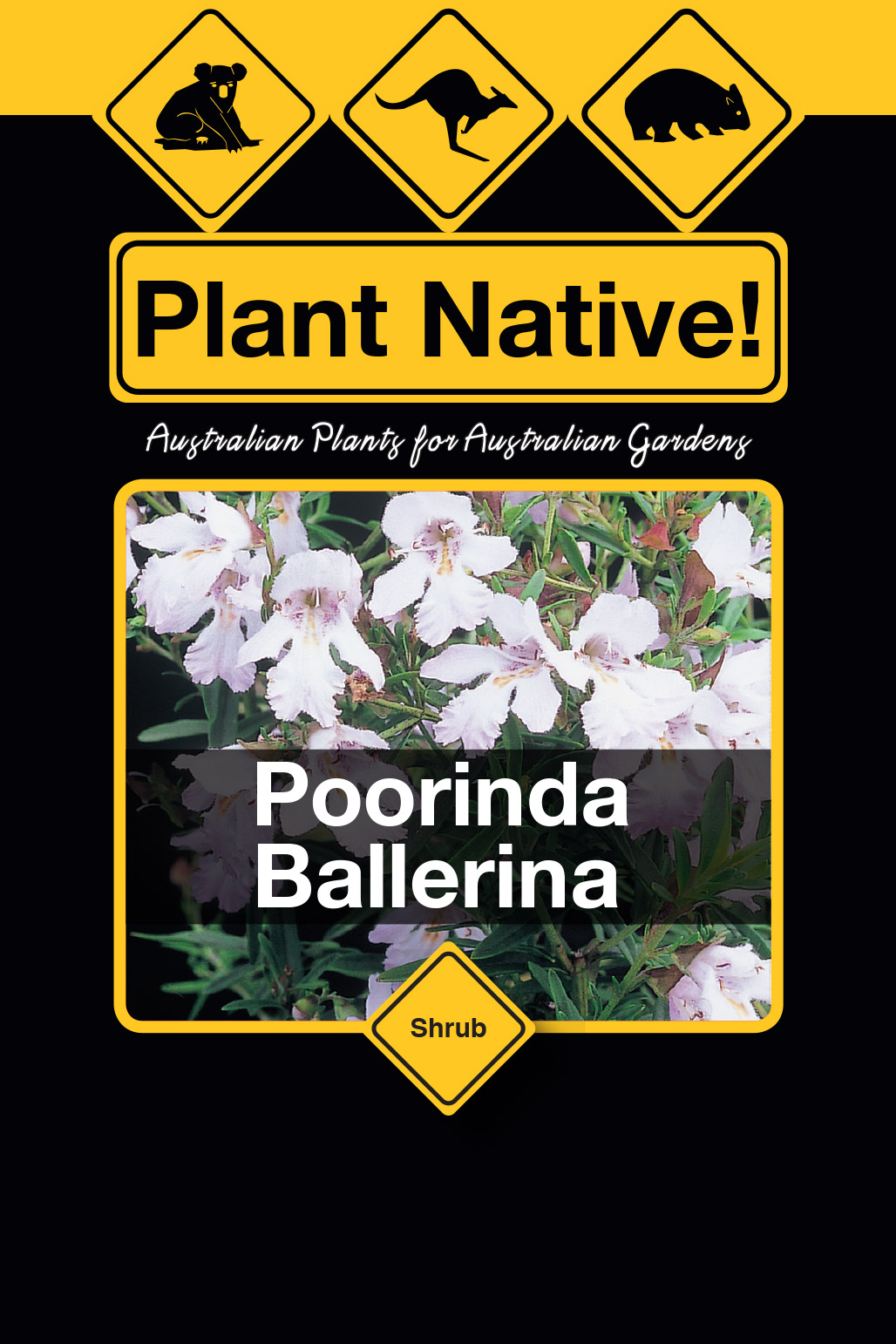 Poorinda Ballerina - Plant Native!