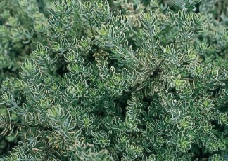 Smokey (Westringia fruticosa variegated form) Australian Native Medium Shrub by Plant Native!