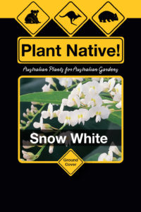 Snow White (Hardenbergia violacea select form) Australian Native Ground Cover/Climber by Plant Native!