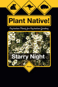 Starry Night (Leptospermum obovatum select form) Australian Native Large Shrub by Plant Native!