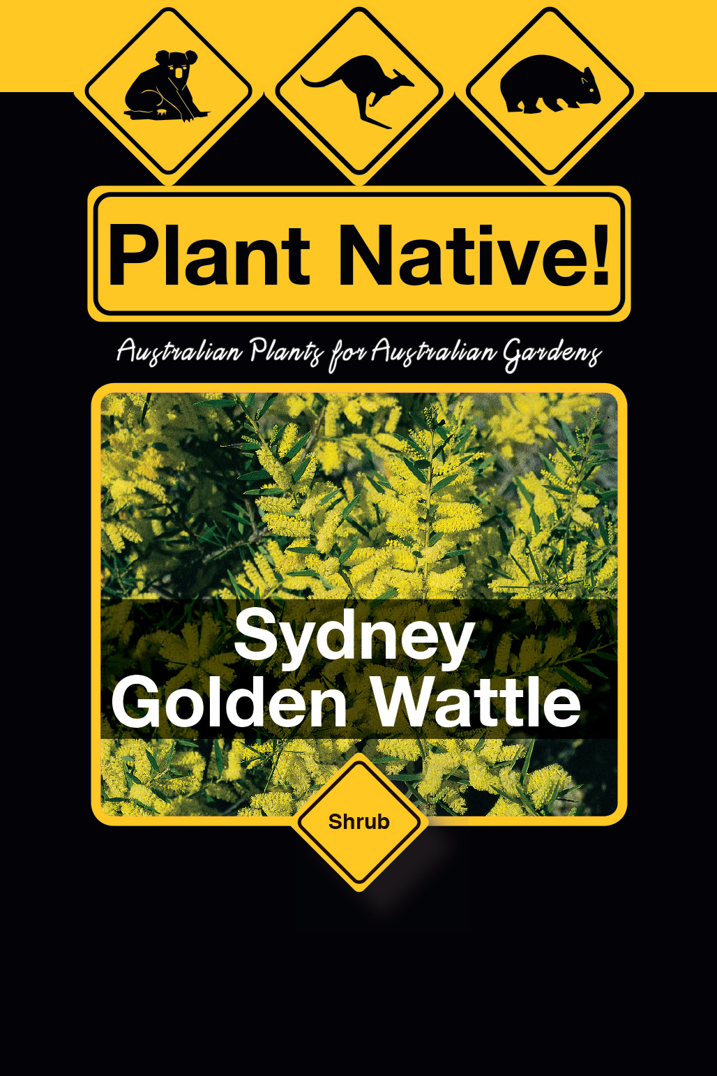 Sydney Golden Wattle - Plant Native!