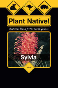 Sylvia (Grevillea Pink Surprise hybrid) Australian Native Large Shrub by Plant Native!