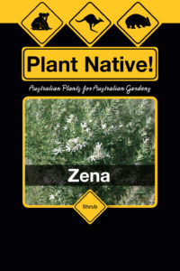 Zena (Westringia fruticosa select form) Australian Native Medium Shrub by Plant Native!