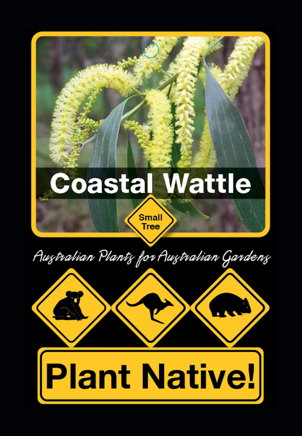 Coastal Wattle - Plant Native!