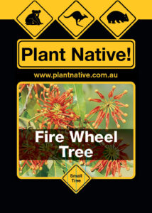 Fire Wheel Tree