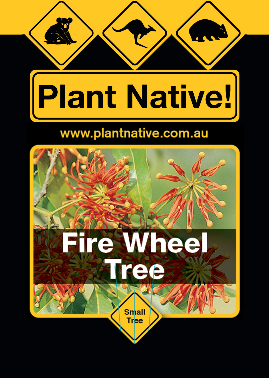 Fire Wheel Tree - Plant Native!