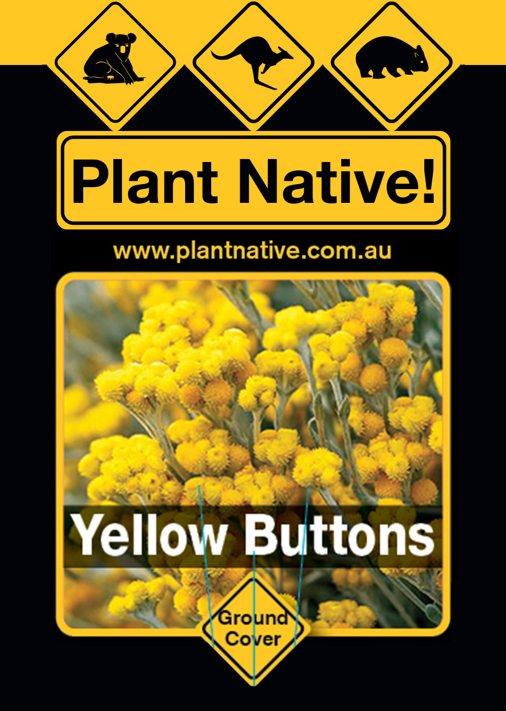 Yellow Buttons - Plant Native!