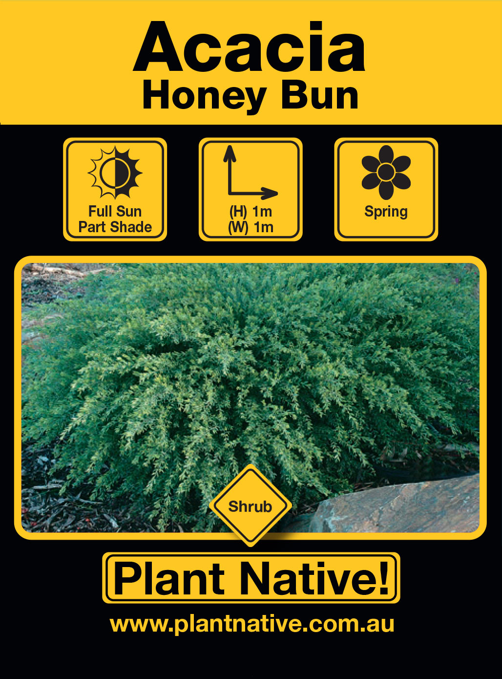Honey Bun - Plant Native!